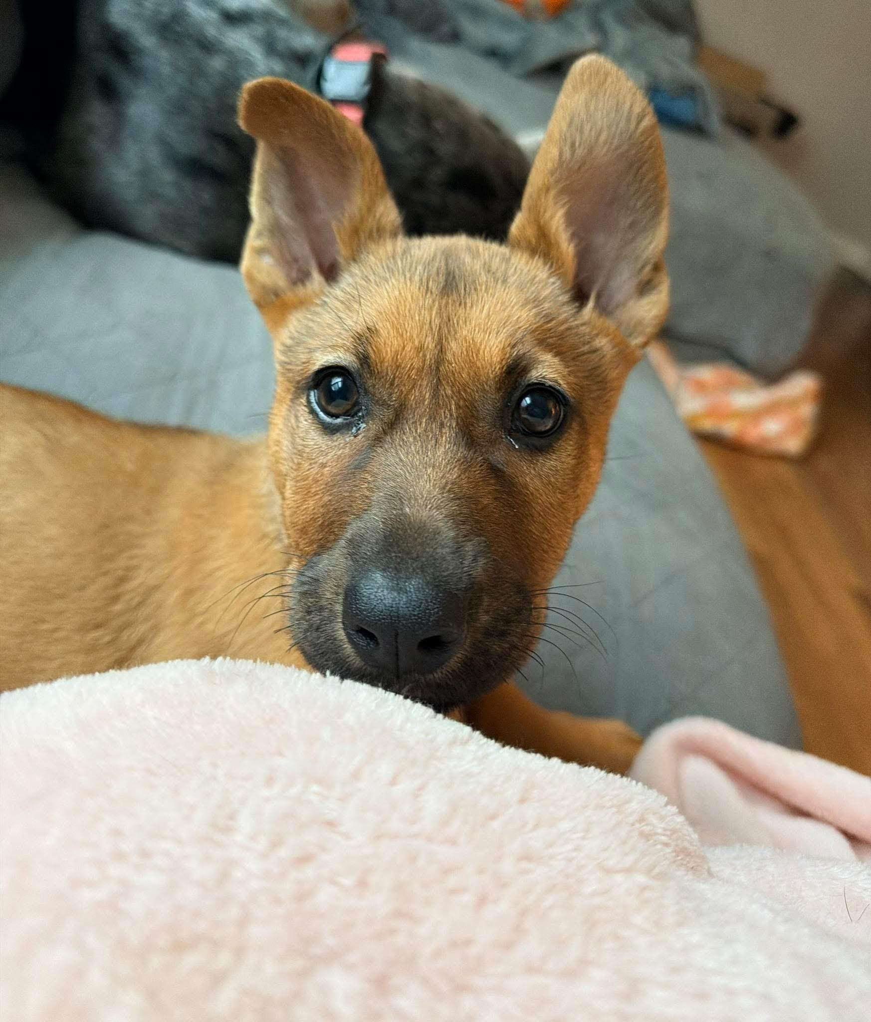 Enlarge Dolly, a ADOPTABLE mixed breed in Kannapolis, NC image 6/6