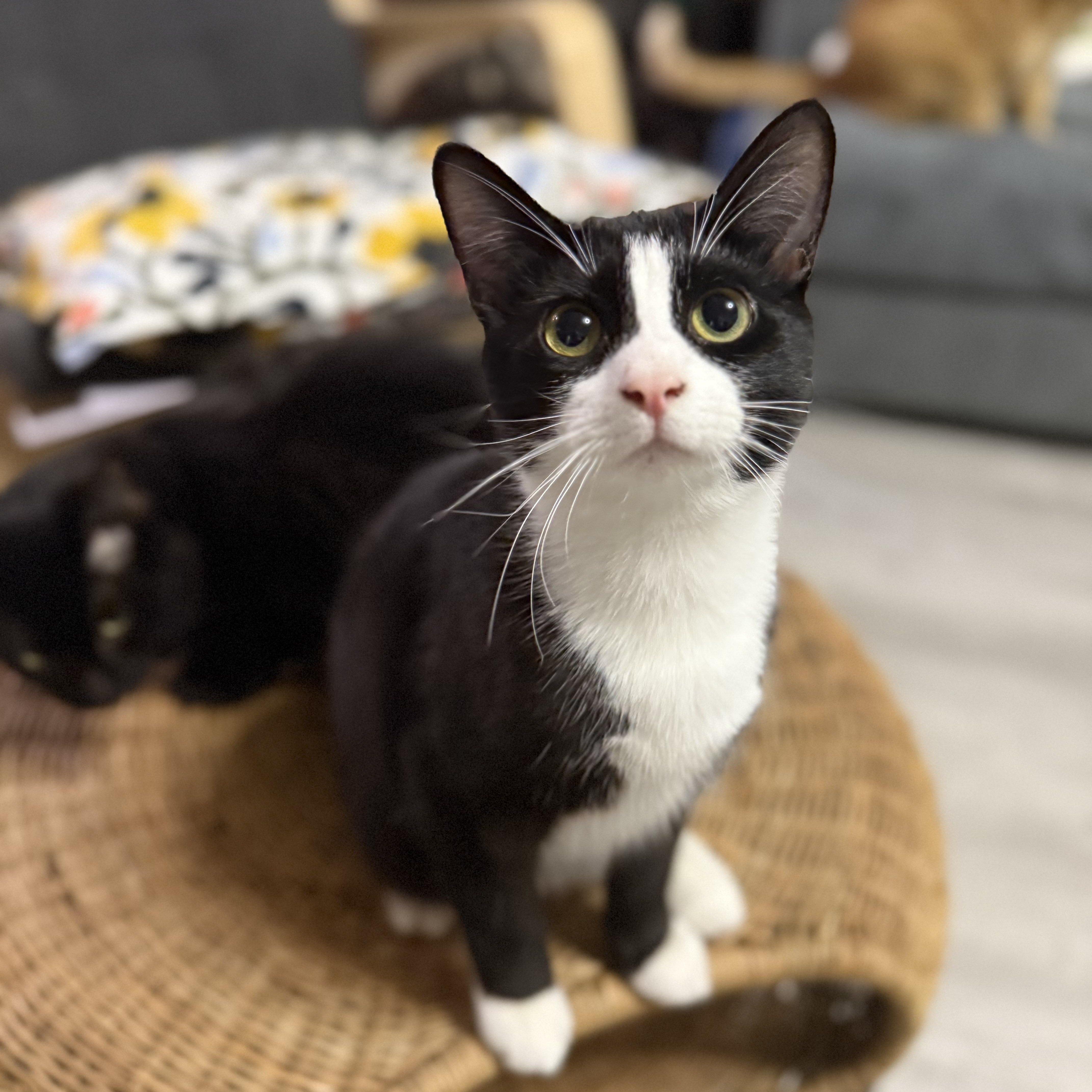 Enlarge Marty, a Adoptable Domestic Short Hair in Lacona, NY image 1/6