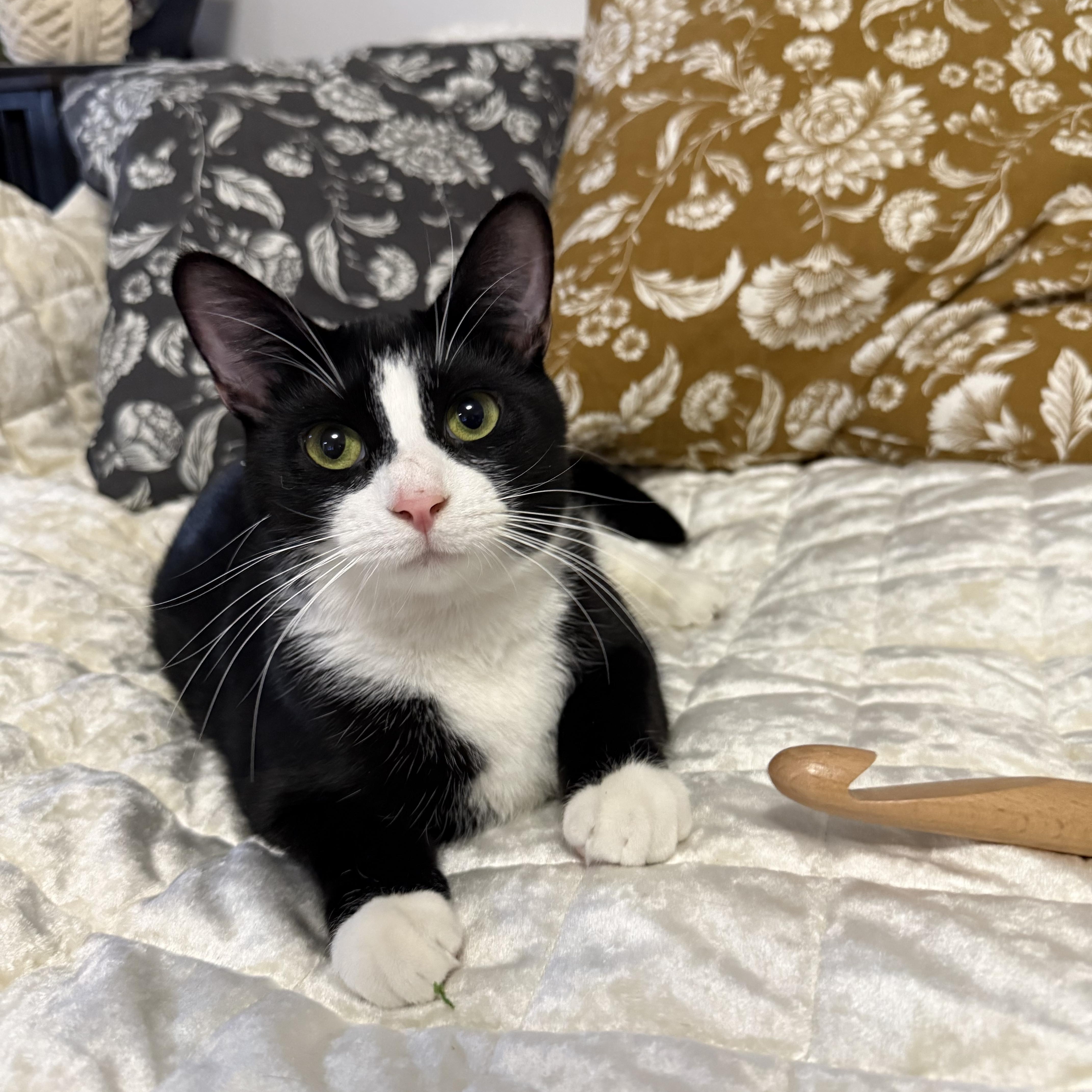 Enlarge Marty, a Adoptable Domestic Short Hair in Lacona, NY image 1/6