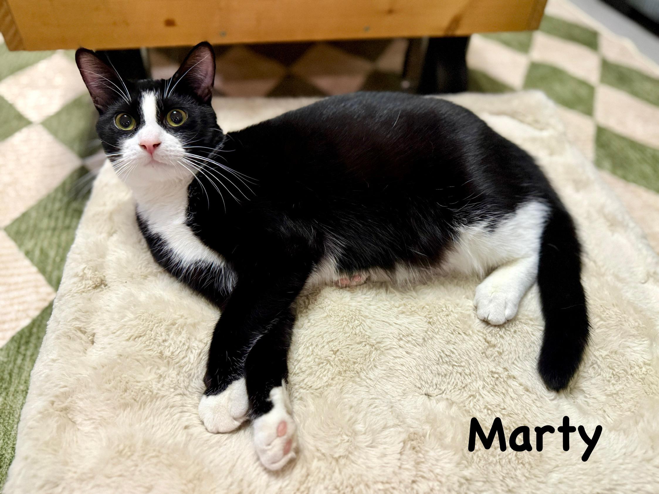 Marty, Adoptable, Kitten Male Domestic Short Hair.
