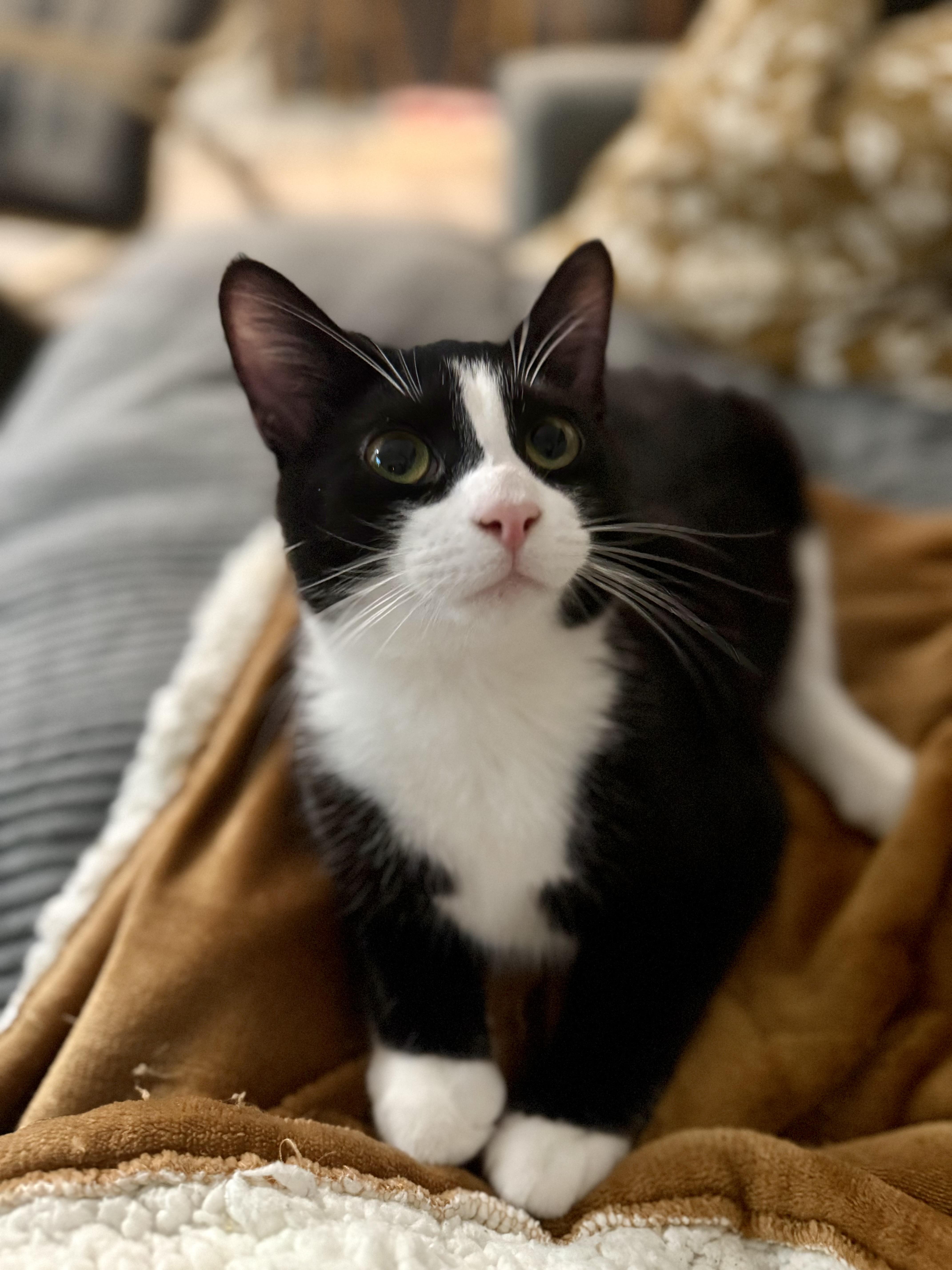 Enlarge Marty, a Adoptable Domestic Short Hair in Lacona, NY image 2/6