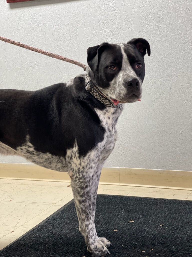 Enlarge Rufus, a Adoptable Australian Cattle Dog / Blue Heeler in Tulsa, OK image 1/6