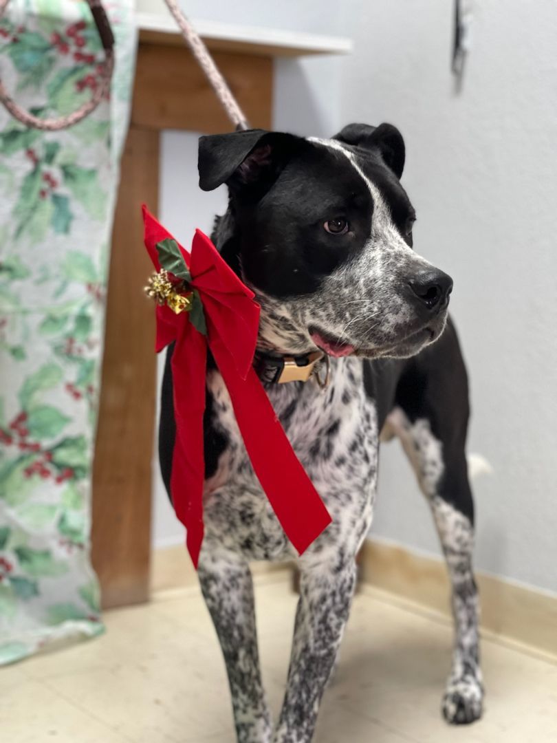 Enlarge Rufus, a Adoptable Australian Cattle Dog / Blue Heeler in Tulsa, OK image 2/6