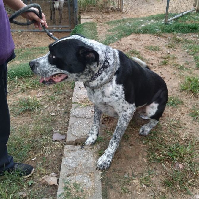 Enlarge Rufus, a Adoptable Australian Cattle Dog / Blue Heeler in Tulsa, OK image 3/6