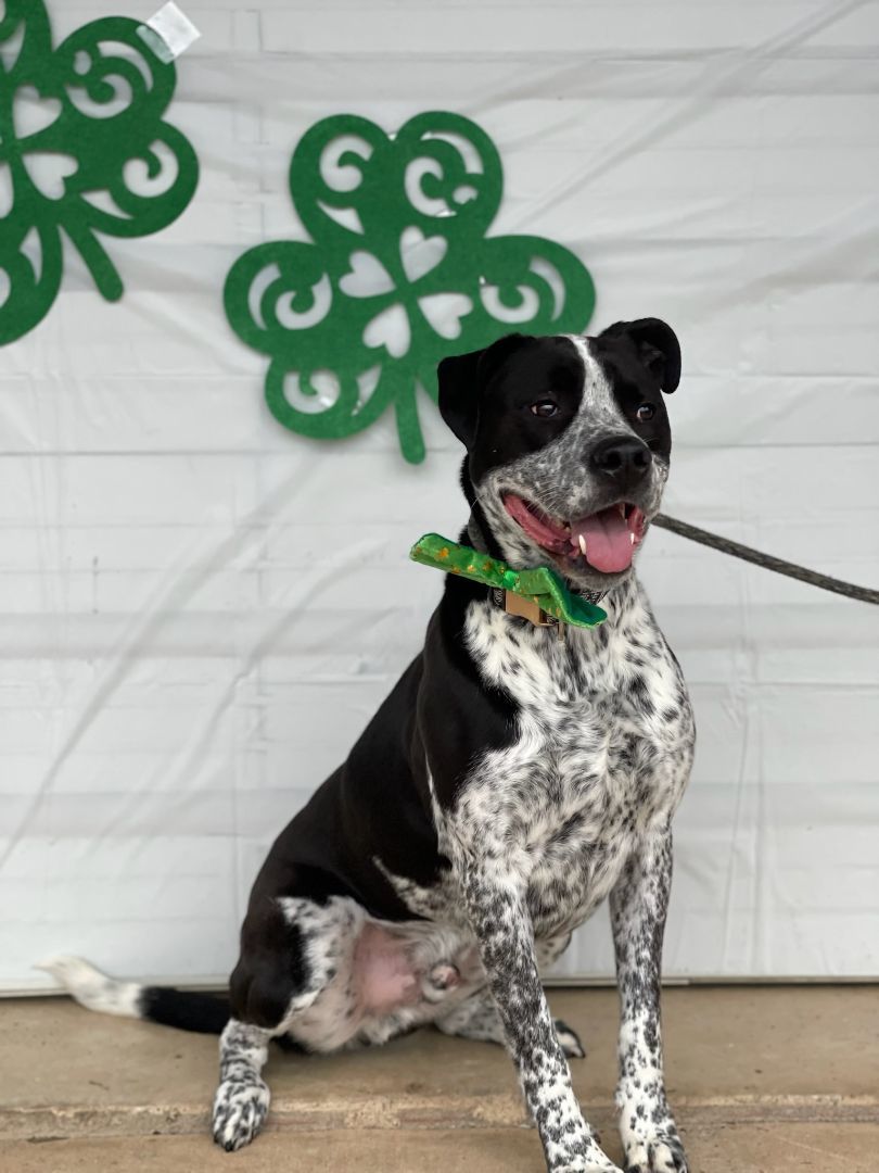 Enlarge Rufus, a Adoptable Australian Cattle Dog / Blue Heeler in Tulsa, OK image 4/6