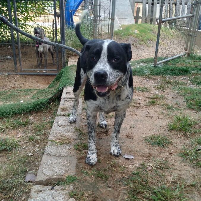 Enlarge Rufus, a Adoptable Australian Cattle Dog / Blue Heeler in Tulsa, OK image 5/6
