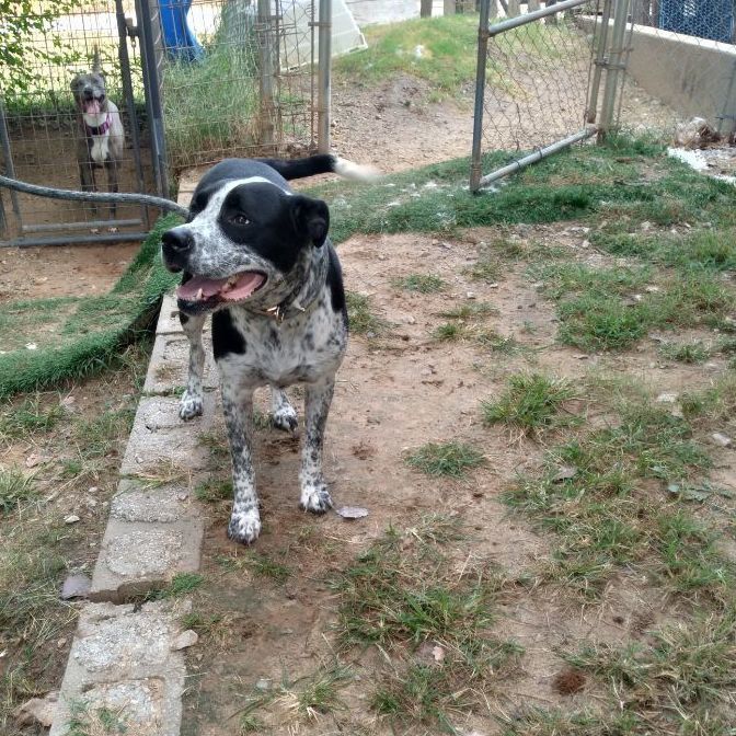 Enlarge Rufus, a Adoptable Australian Cattle Dog / Blue Heeler in Tulsa, OK image 6/6