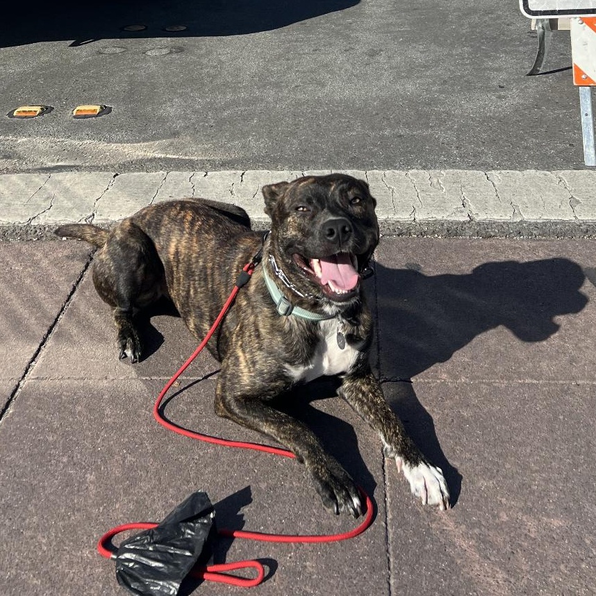 Enlarge Tig, a Adoptable Pit Bull Terrier in Livermore, CA image 2/4