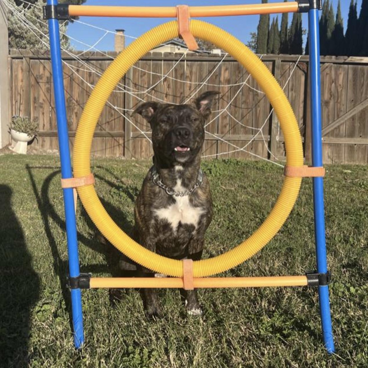 Enlarge Tig, a Adoptable Pit Bull Terrier in Livermore, CA image 3/4