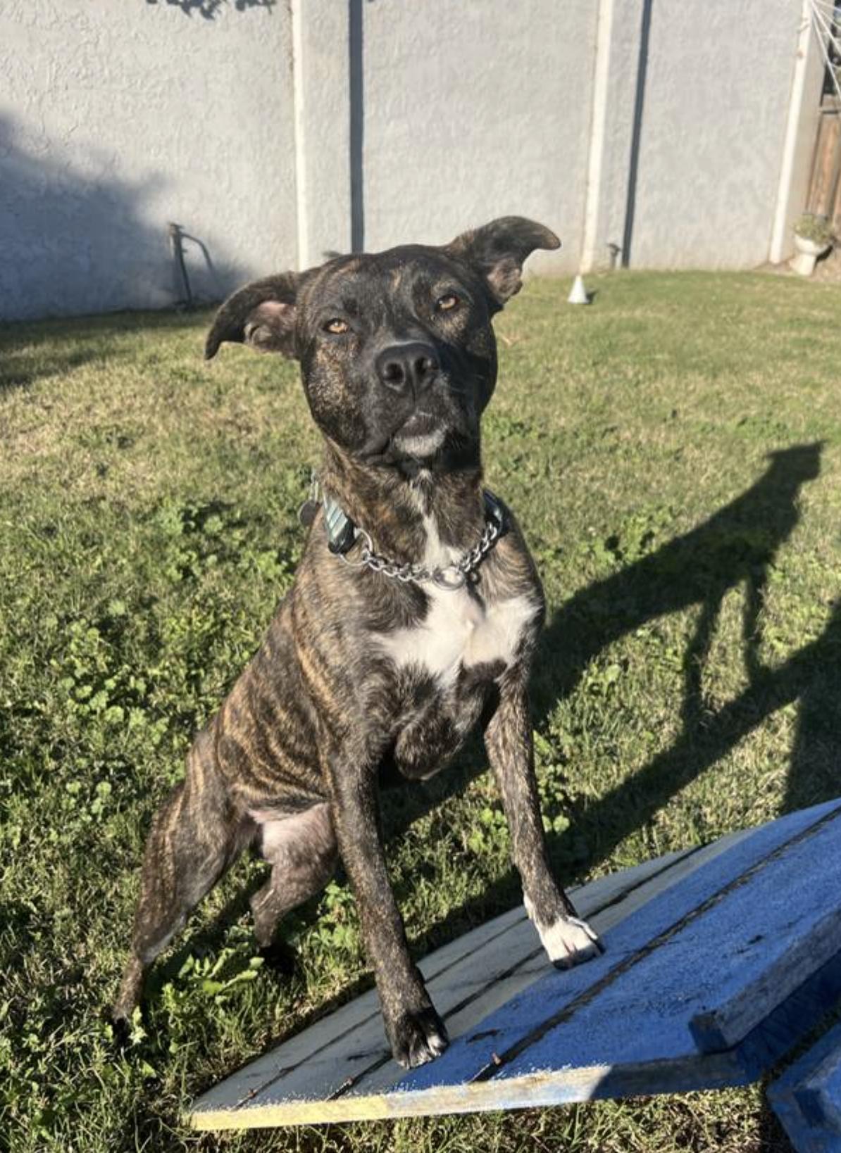 Tig, Adoptable, Adult Female Pit Bull Terrier.