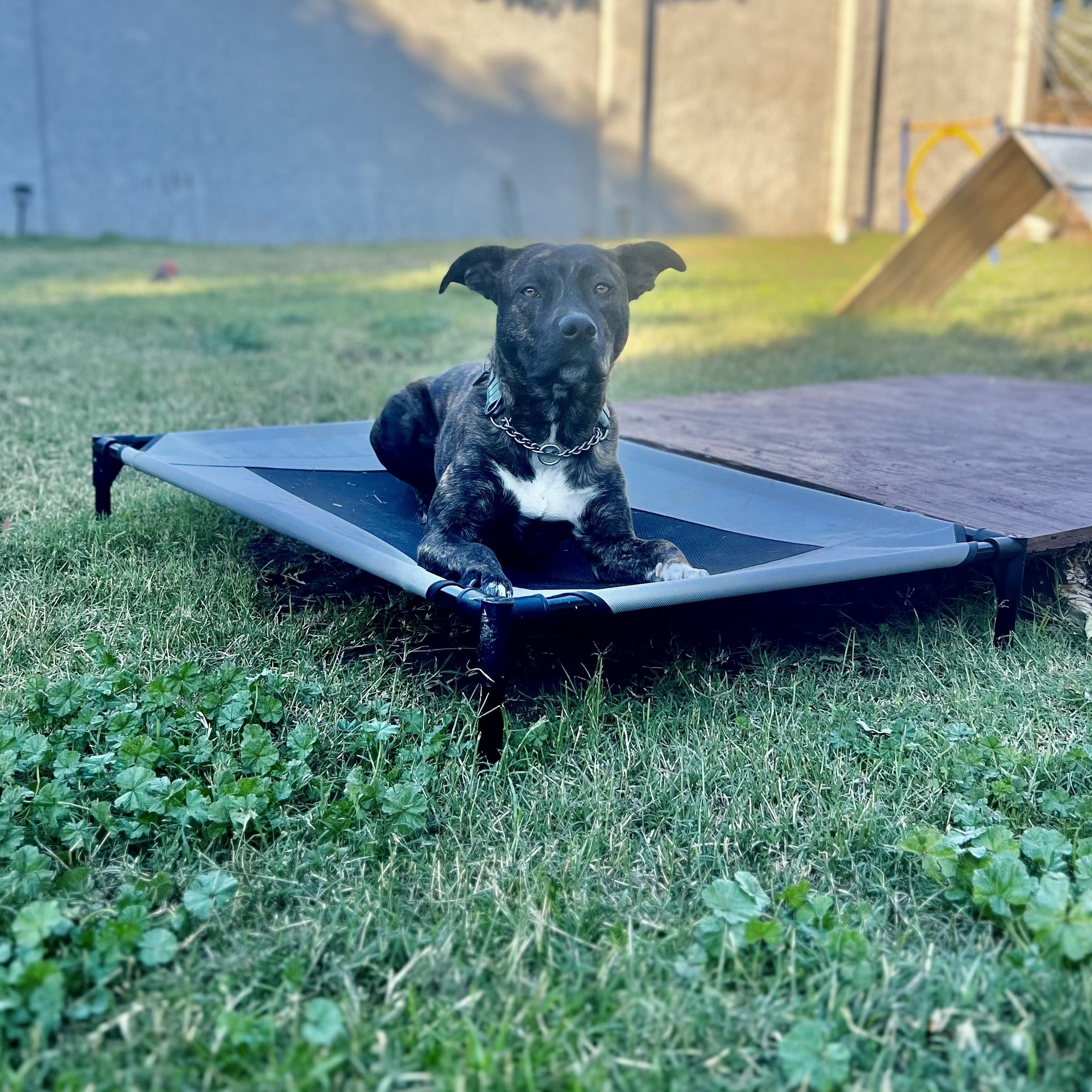 Enlarge Tig, a Adoptable Pit Bull Terrier in Livermore, CA image 4/4