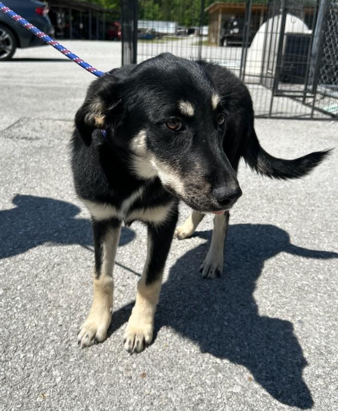 Mercy, an adopted Mixed Breed in Manchester, TN image 3/3