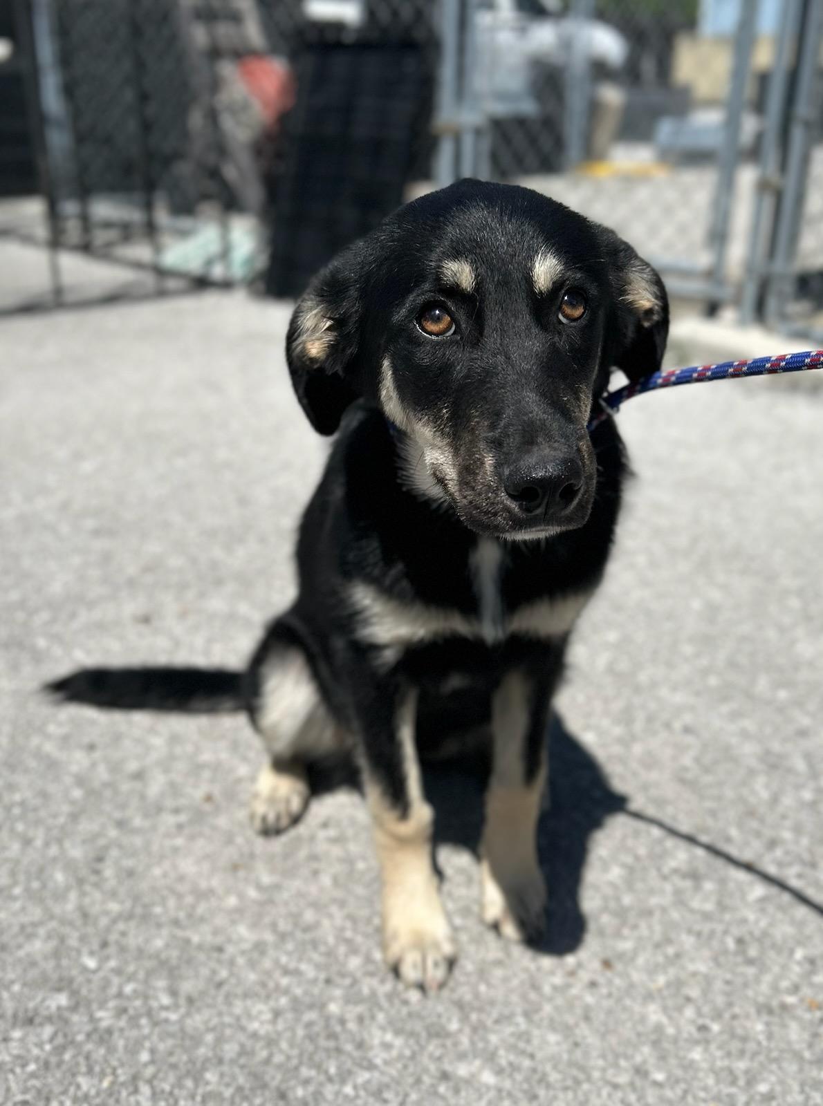 Mercy, an adopted Mixed Breed in Manchester, TN image 1/3