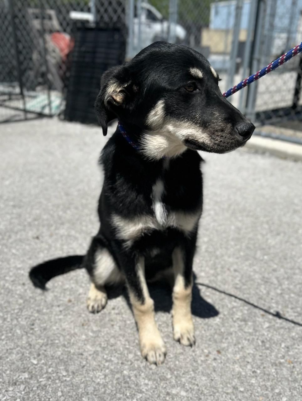 Mercy, an adopted Mixed Breed in Manchester, TN image 2/3