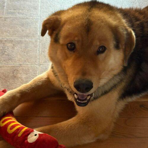 Enlarge Prince, a Adopted mixed breed in Hawkestone, ON image 1/6