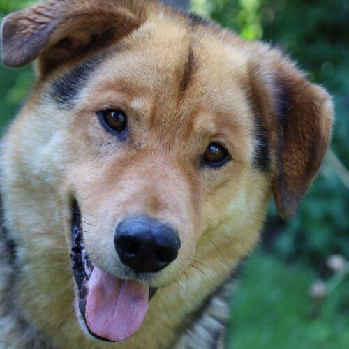Enlarge Prince, a Adopted mixed breed in Hawkestone, ON image 4/6
