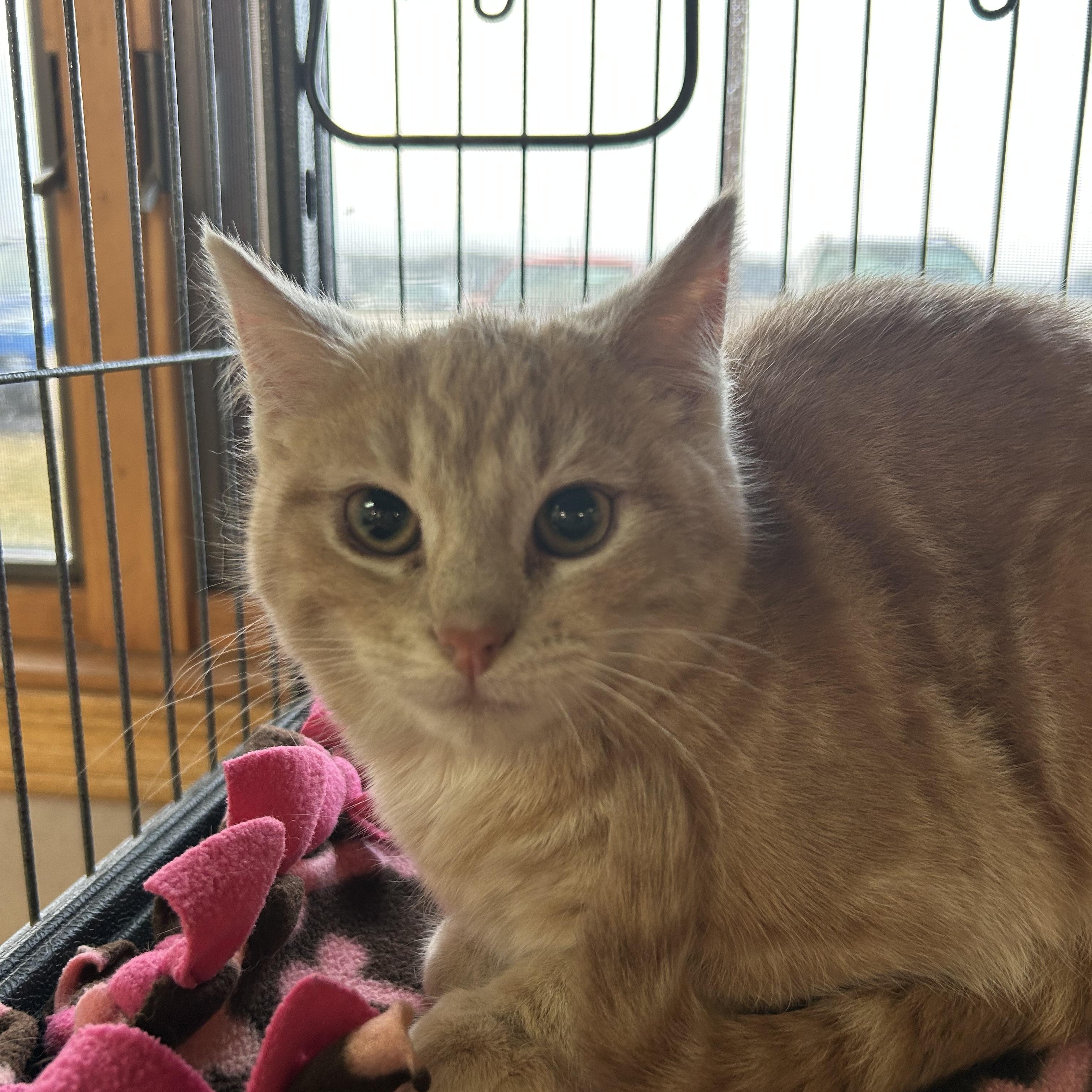 Enlarge Babble, a Adoptable Domestic Short Hair in St. Clair, MI image 2/3