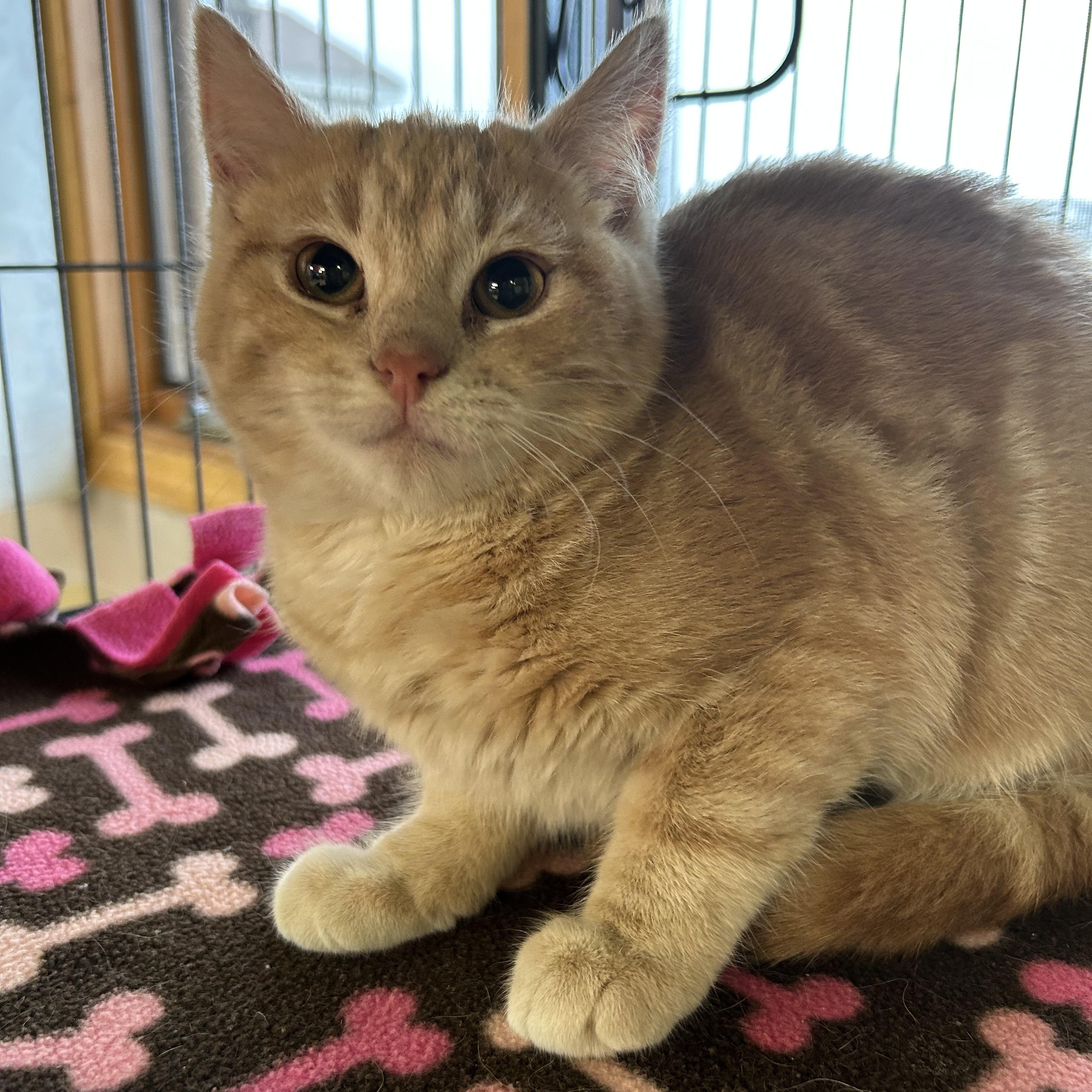 Enlarge Babble, a Adoptable Domestic Short Hair in St. Clair, MI image 1/3