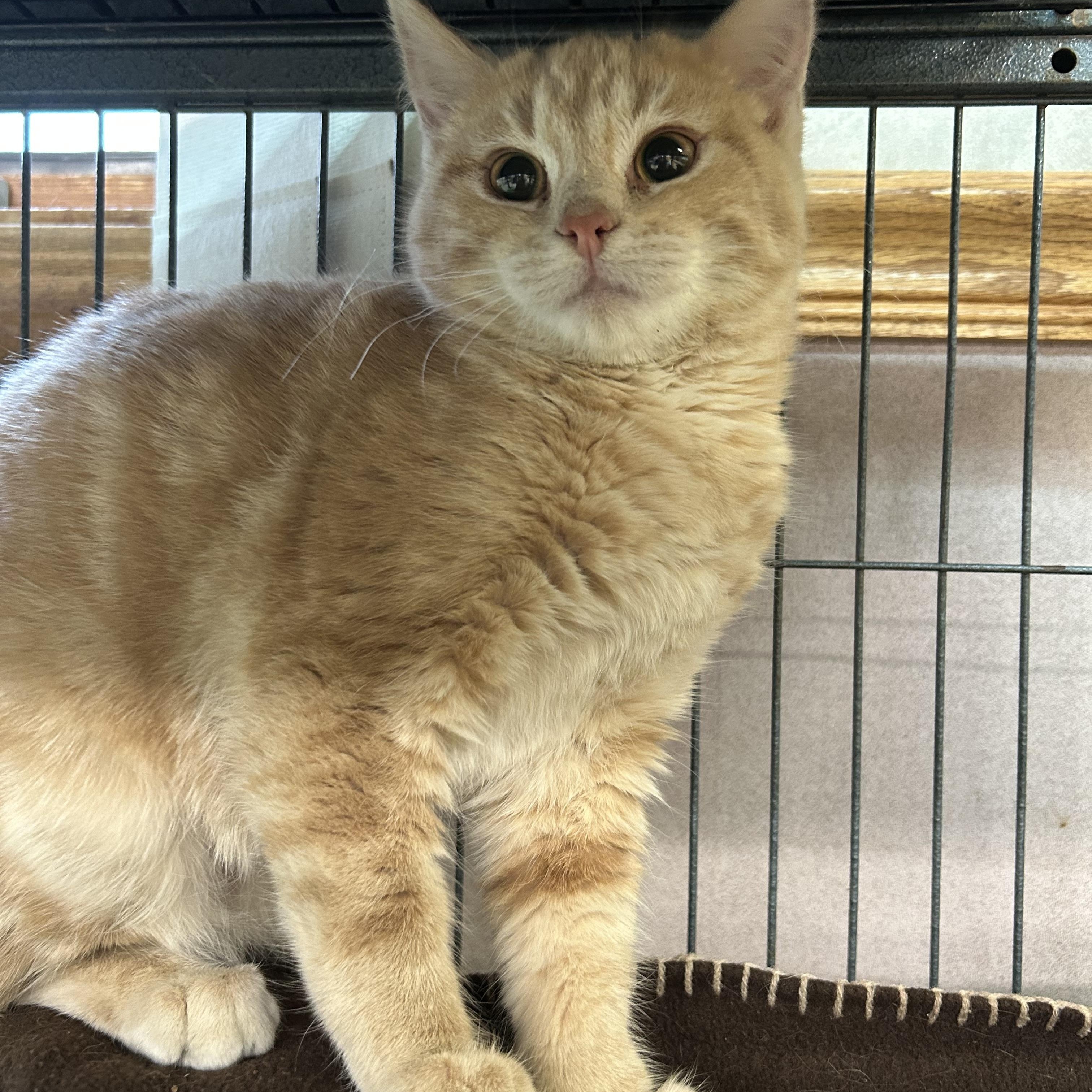 Enlarge Babble, a Adoptable Domestic Short Hair in St. Clair, MI image 3/3