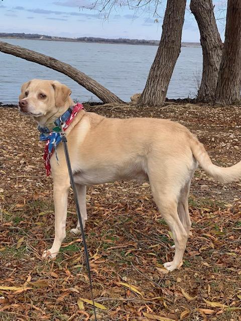 Enlarge Elvis - EXT DM, a Adopted mixed breed in Dallas, TX image 2/3