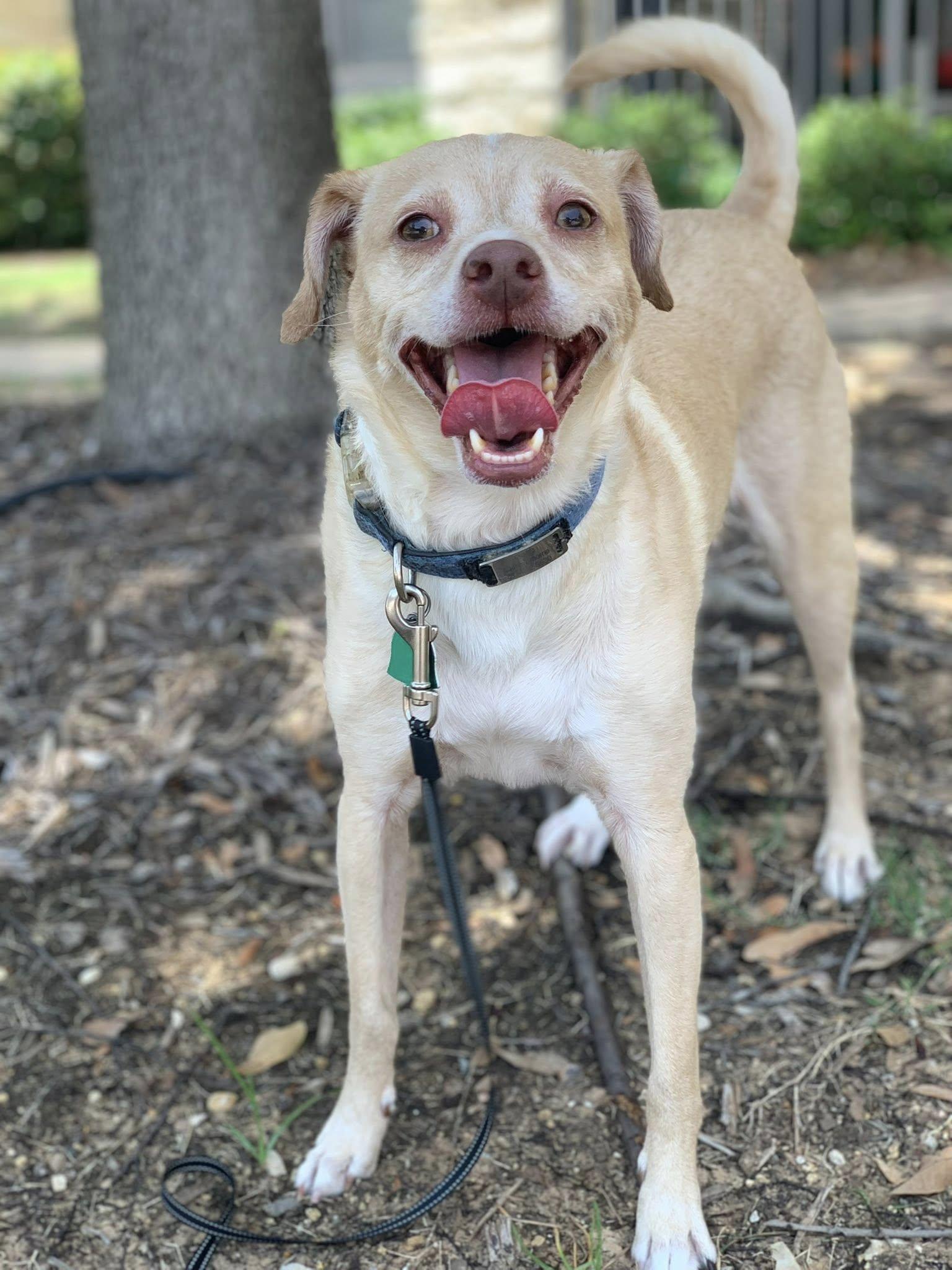 Enlarge Elvis - EXT DM, a Adopted mixed breed in Dallas, TX image 3/3