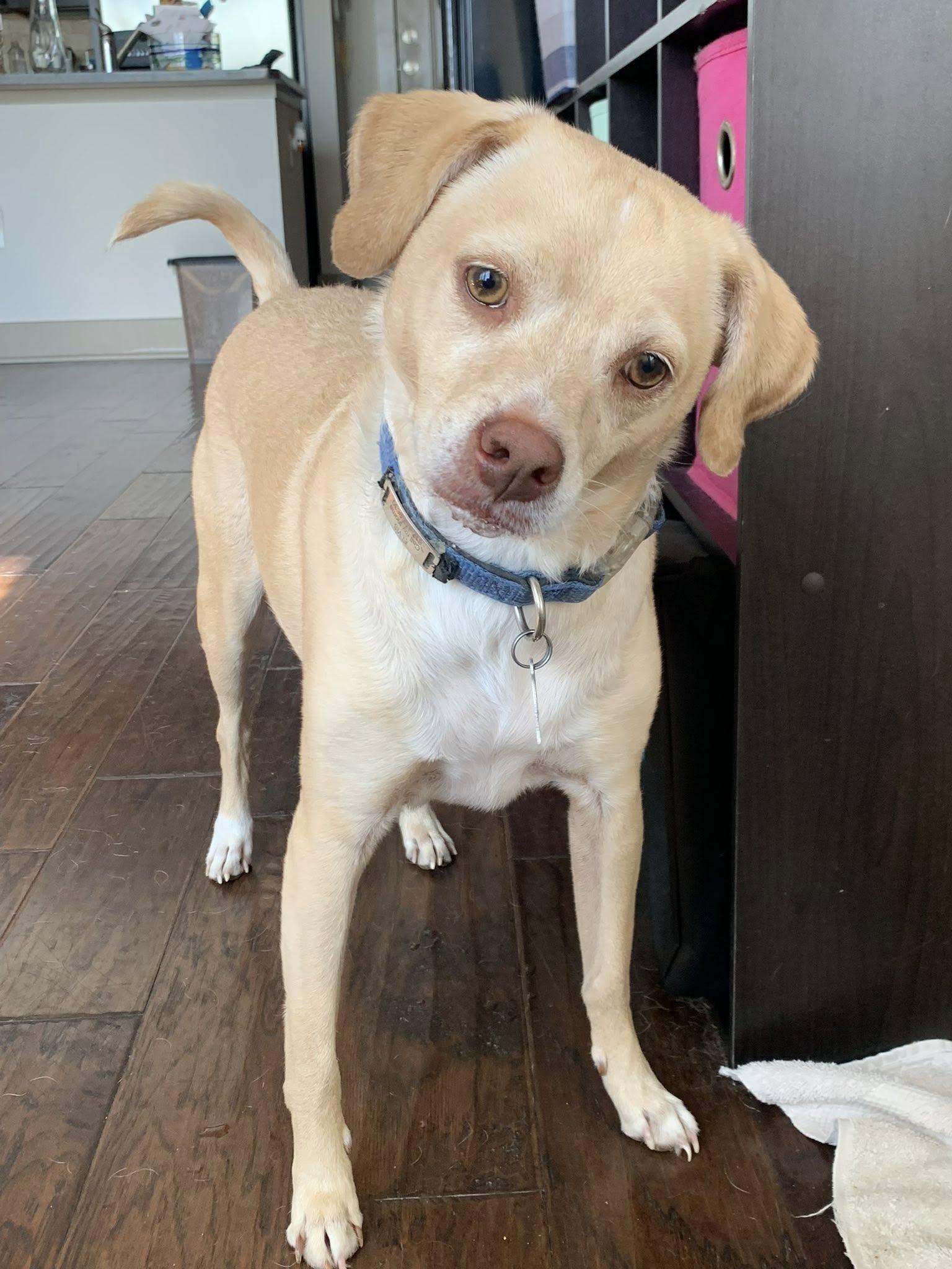 Enlarge Elvis - EXT DM, a Adopted mixed breed in Dallas, TX image 1/3