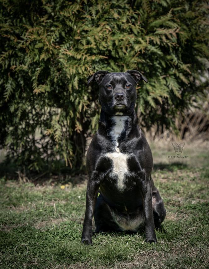 Enlarge Bimby, a Adoptable mixed breed in Vanceboro , NC image 2/2