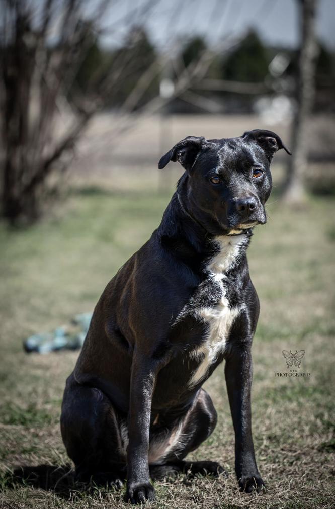 Enlarge Bimby, a Adoptable mixed breed in Vanceboro , NC image 1/2