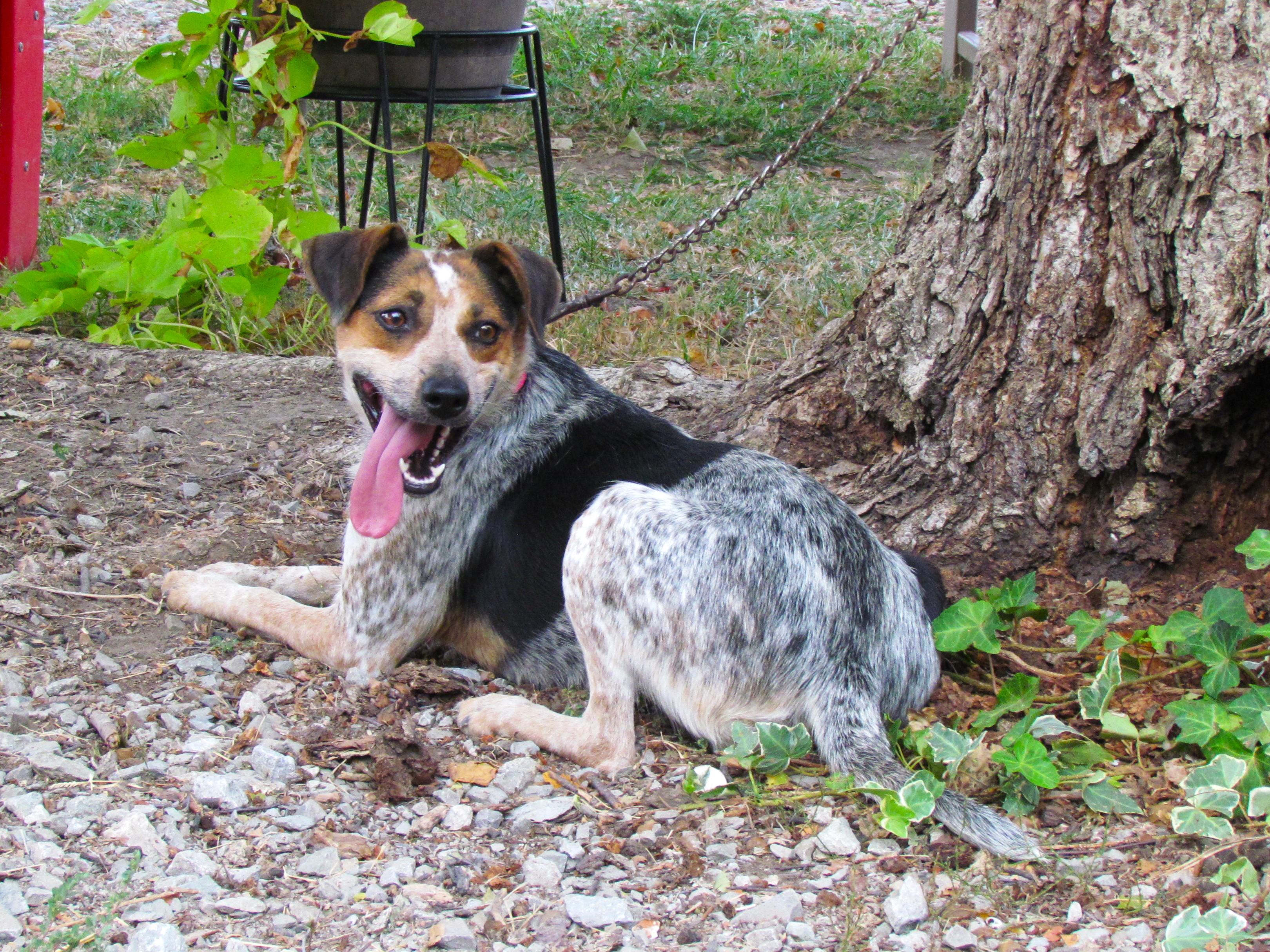 Enlarge MARGO, a Adoptable mixed breed in Newburgh, NY image 6/6