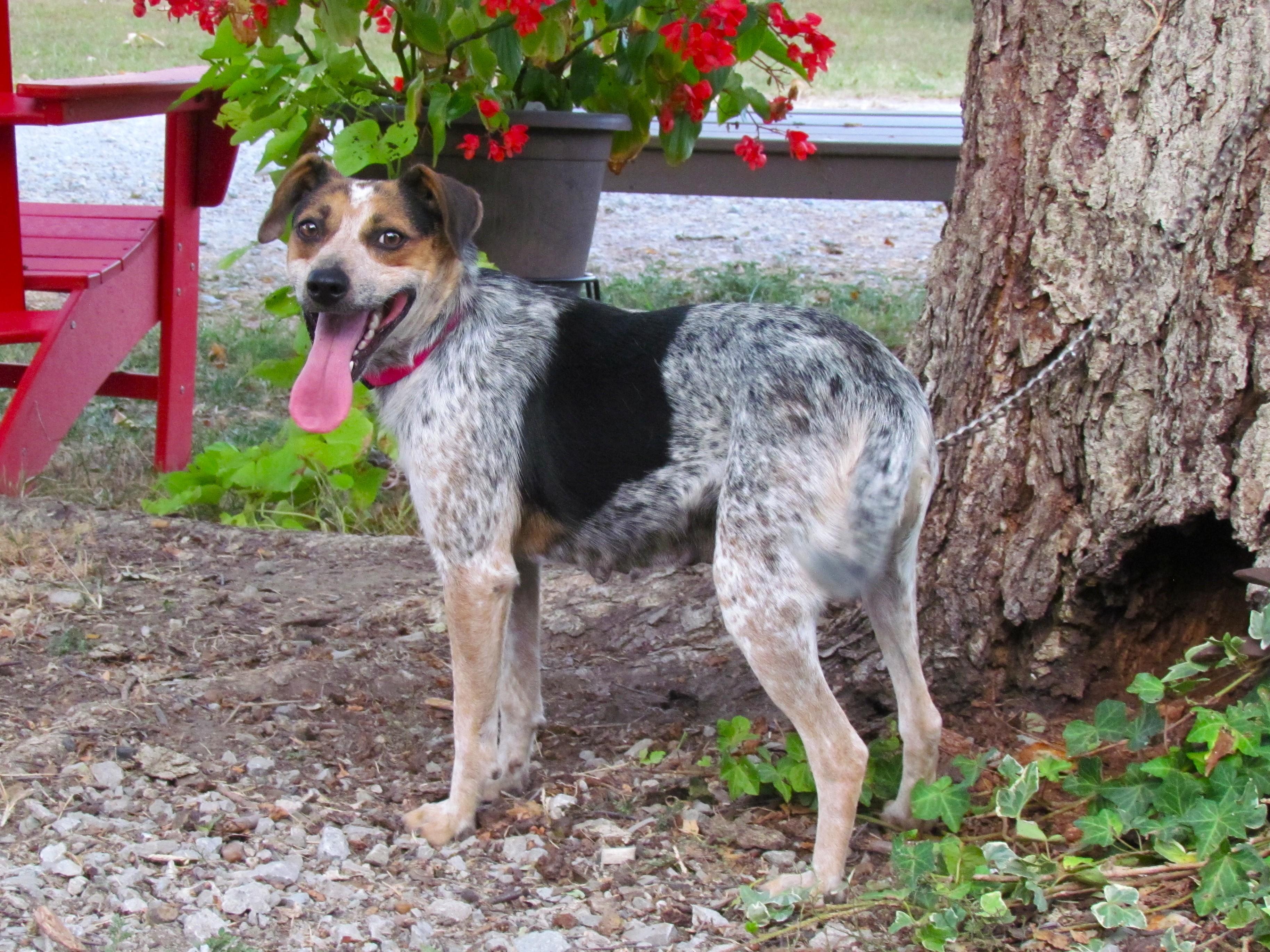 Enlarge MARGO, a Adoptable mixed breed in Newburgh, NY image 3/6