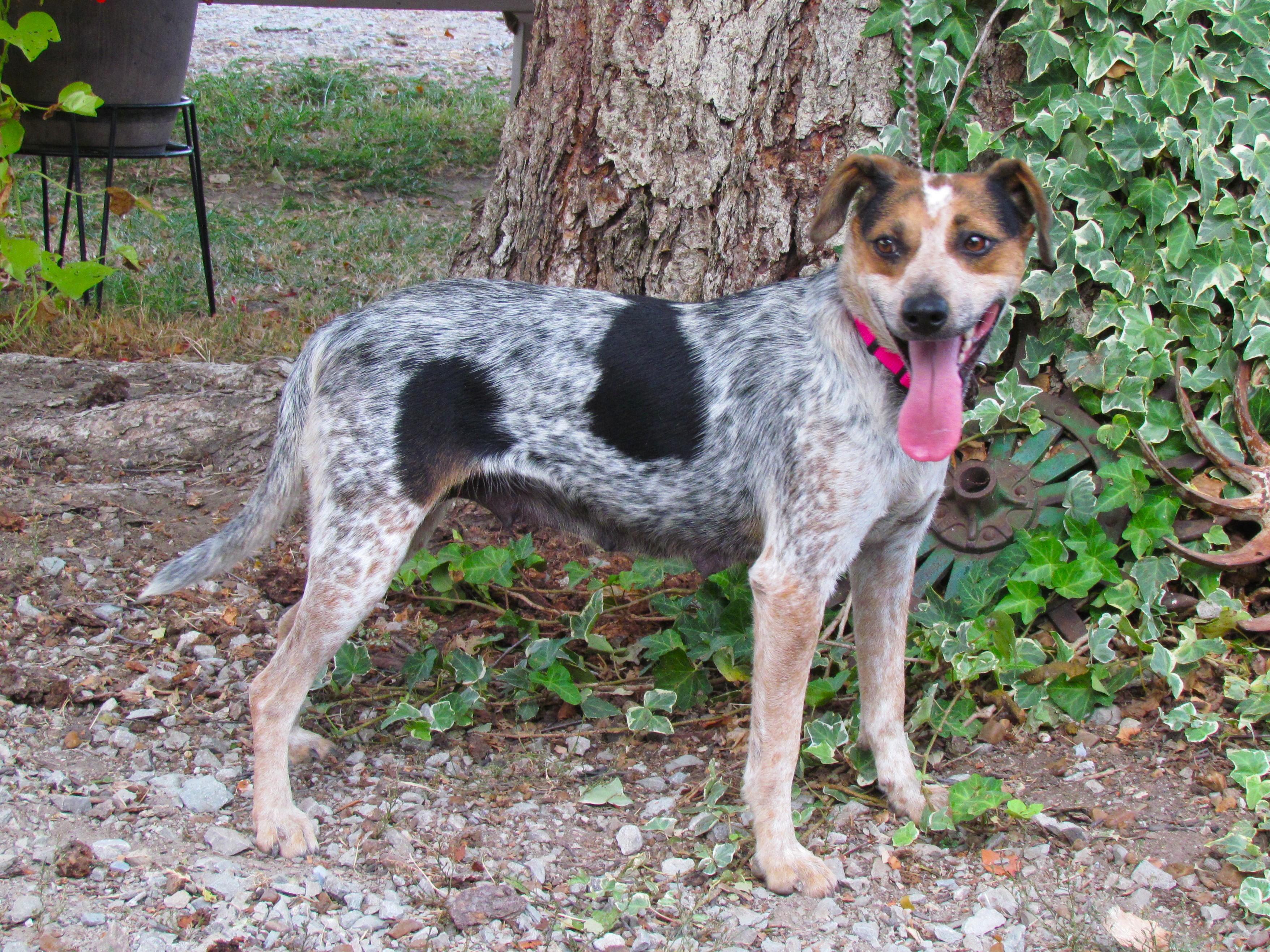 Enlarge MARGO, a Adoptable mixed breed in Newburgh, NY image 5/6