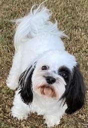Enlarge Louie, a Adopted Shih Tzu in Dripping Springs, TX image 1/4