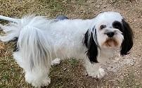 Enlarge Louie, a Adopted Shih Tzu in Dripping Springs, TX image 2/4