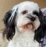 Enlarge Louie, a Adopted Shih Tzu in Dripping Springs, TX image 3/4