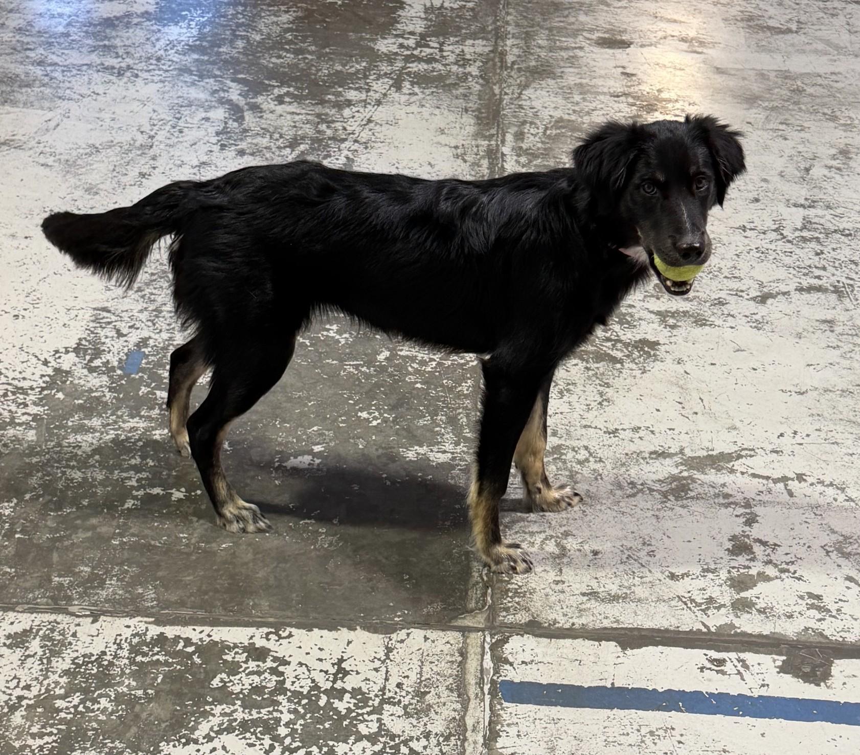 Enlarge Willow, a Adopted mixed breed in Bend, OR image 4/5