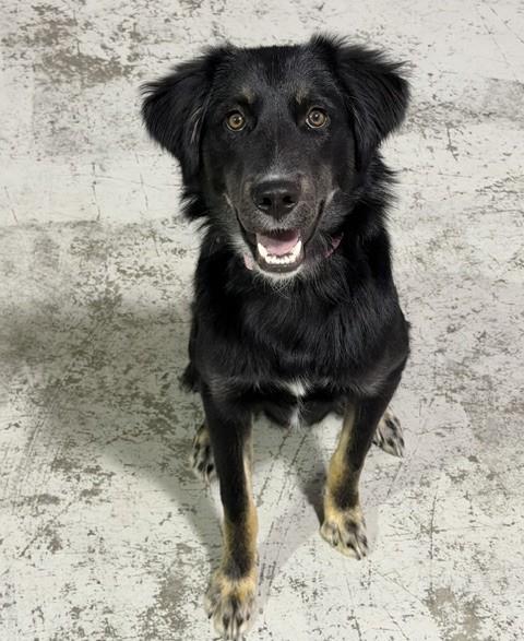Enlarge Willow, a Adopted mixed breed in Bend, OR image 1/5
