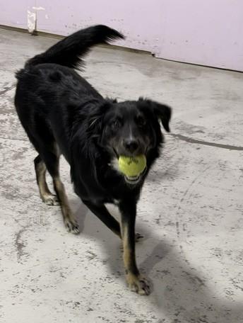 Enlarge Willow, a Adopted mixed breed in Bend, OR image 2/5