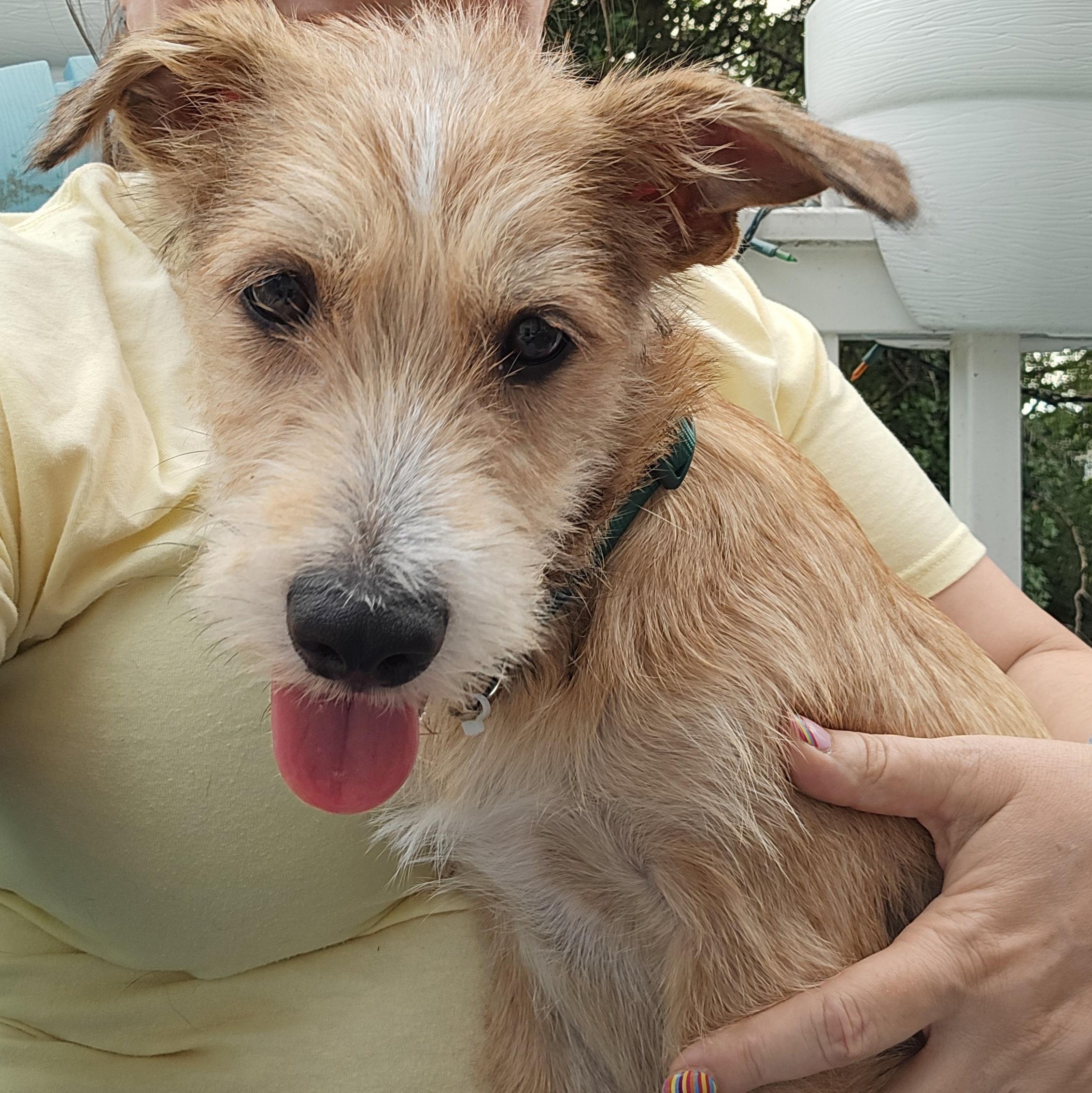 Enlarge Tail Wagging Taca, a ADOPTABLE mixed breed in Alexandria, VA image 2/3