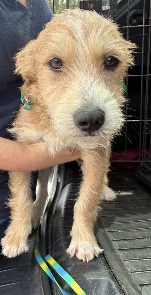 Enlarge Tail Wagging Taca, a ADOPTABLE mixed breed in Alexandria, VA image 3/3