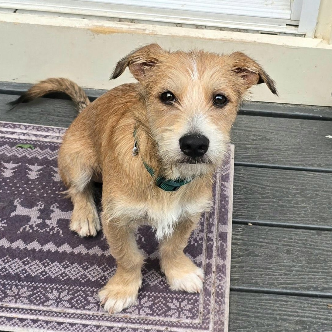 Enlarge Tail Wagging Taca, a ADOPTABLE mixed breed in Alexandria, VA image 1/3