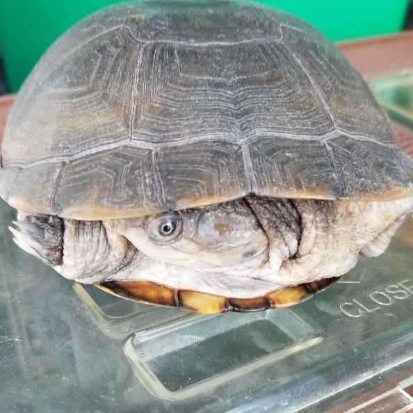 Lores, Adoptable, Adult Female Turtle.