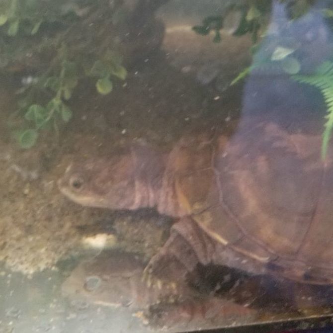 Lores, a Adoptable Turtle in Modesto, CA image 2/5