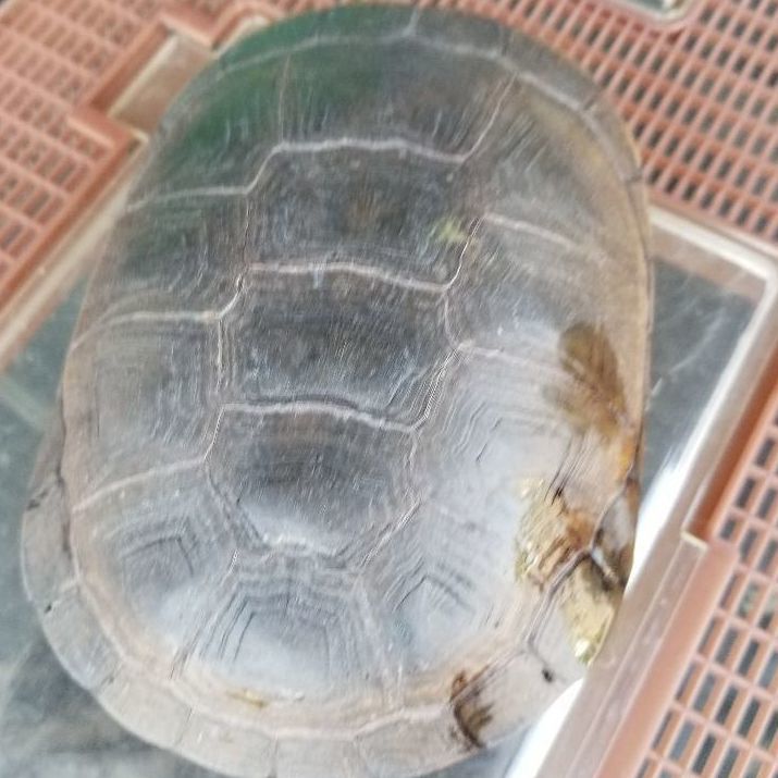 Lores, a Adoptable Turtle in Modesto, CA image 3/5