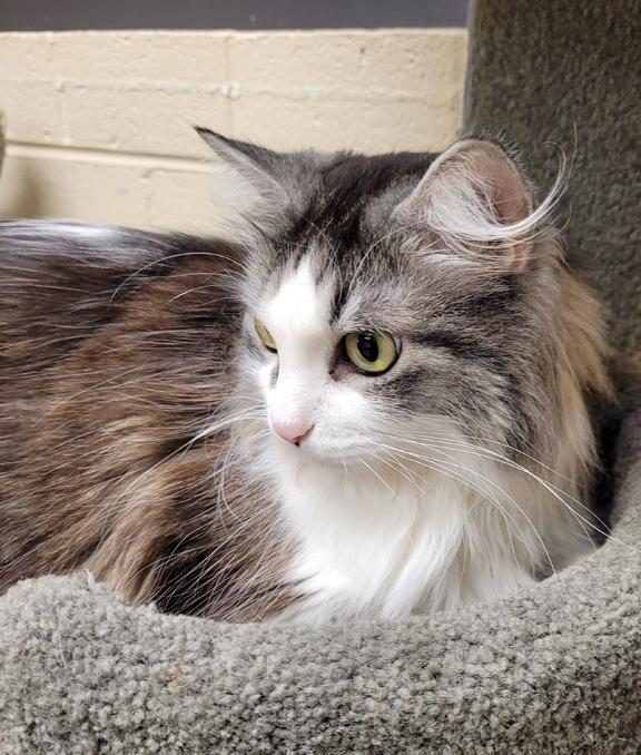 Enlarge Lulu, a ADOPTABLE Domestic Long Hair in Schaumburg, IL image 4/4