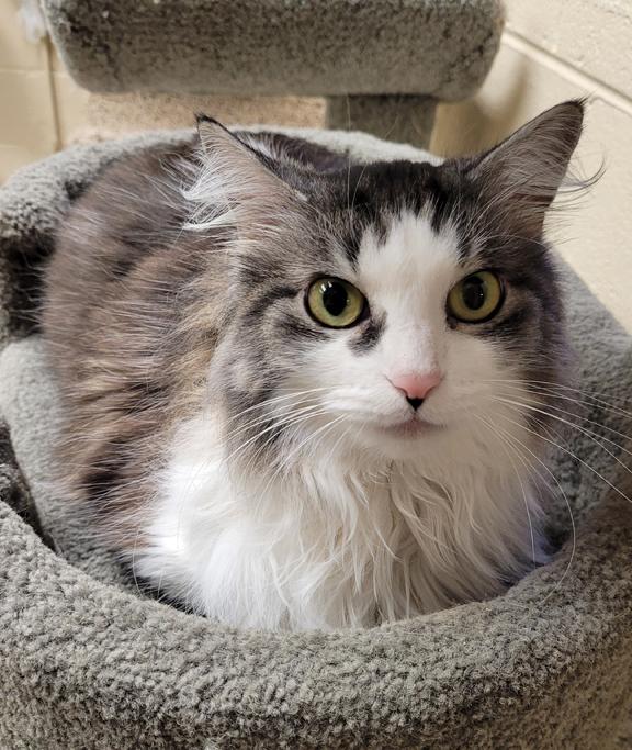Enlarge Lulu, a ADOPTABLE Domestic Long Hair in Schaumburg, IL image 3/4