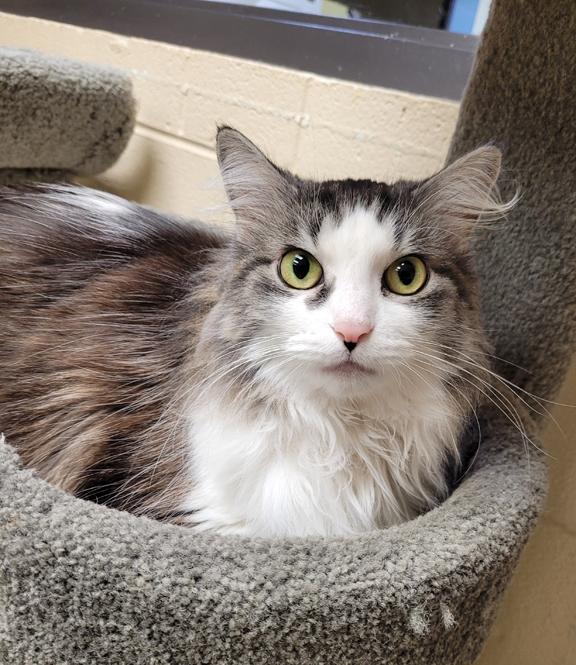 Enlarge Lulu, a ADOPTABLE Domestic Long Hair in Schaumburg, IL image 2/4