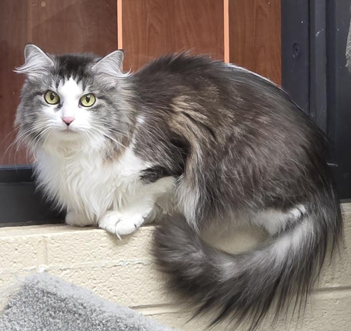 Enlarge Lulu, a ADOPTABLE Domestic Long Hair in Schaumburg, IL image 1/4
