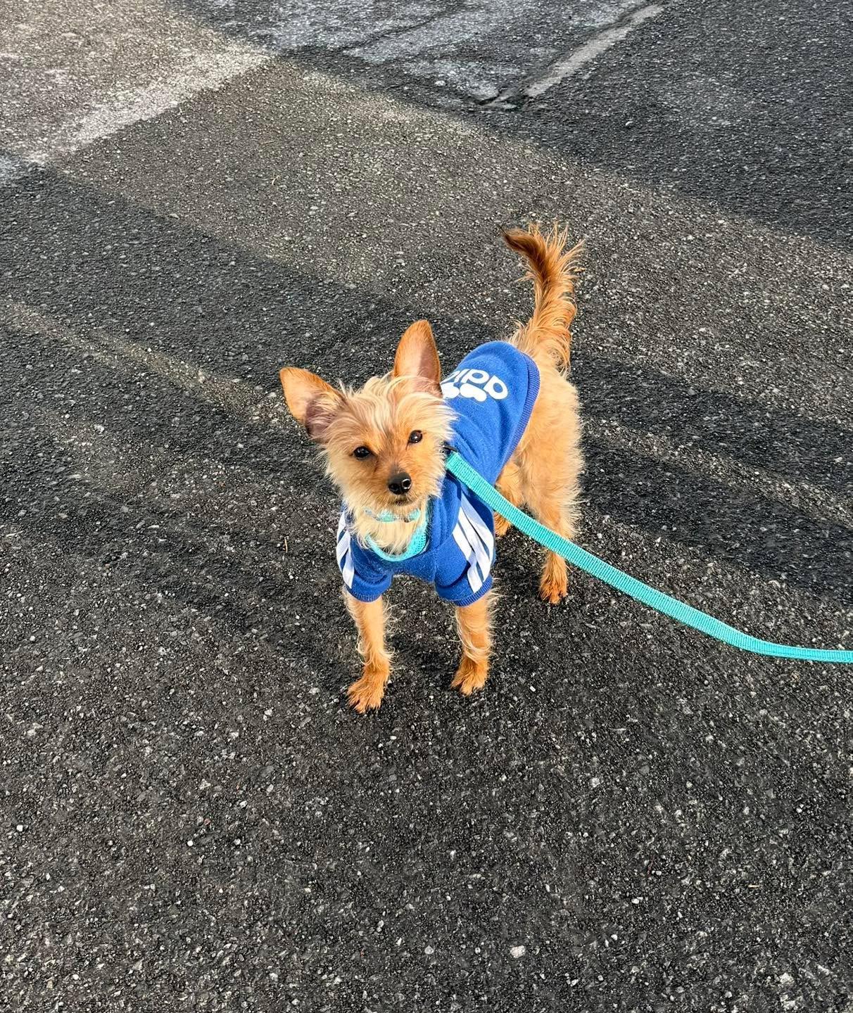Enlarge Teddy, an adopted mixed breed in Cohoes, NY image 3/5