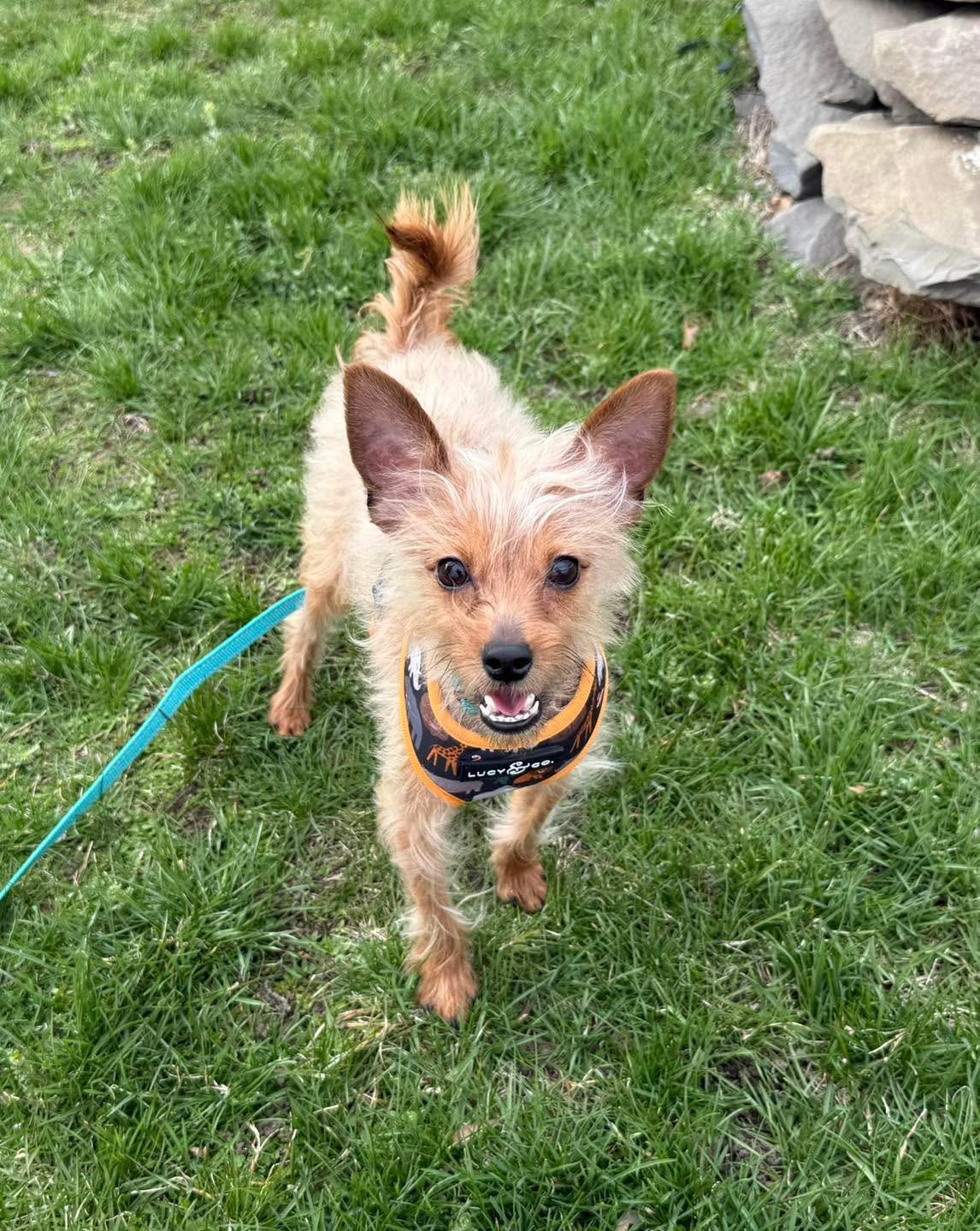 Enlarge Teddy, an adopted mixed breed in Cohoes, NY image 1/5