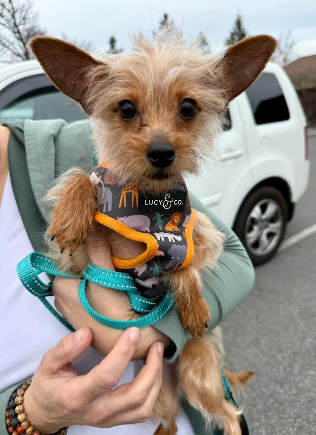 Enlarge Teddy, an adopted mixed breed in Cohoes, NY image 2/5